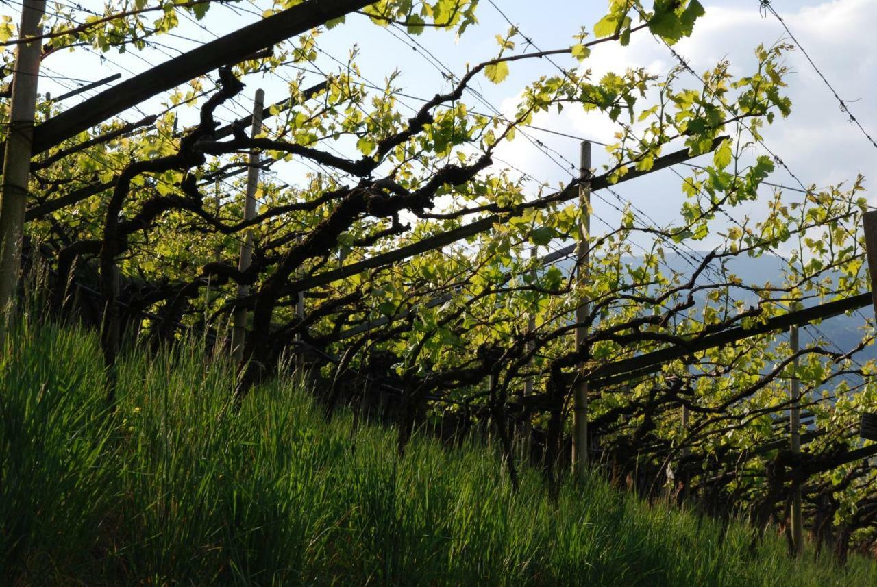 דירות בולצאנו Weingut Messnerhof מראה חיצוני תמונה