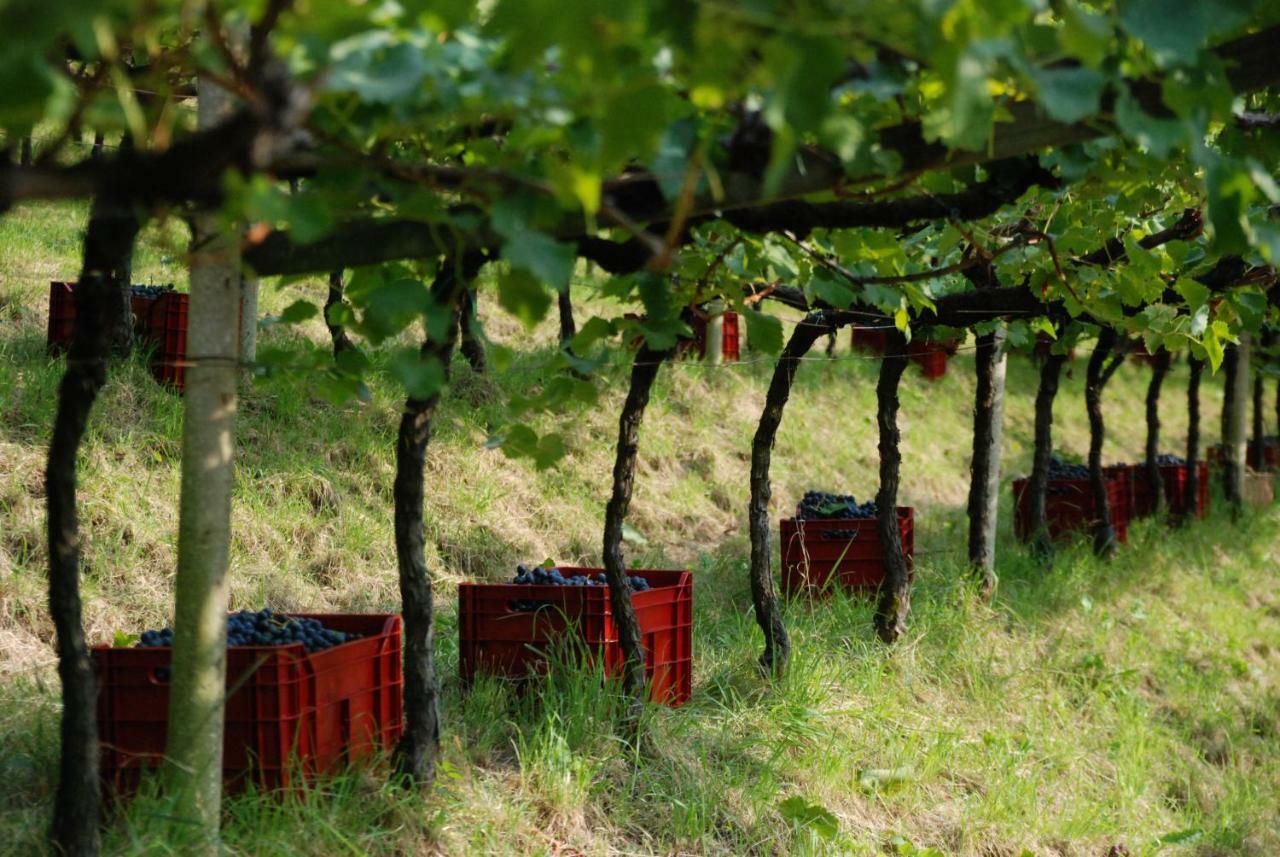 דירות בולצאנו Weingut Messnerhof מראה חיצוני תמונה